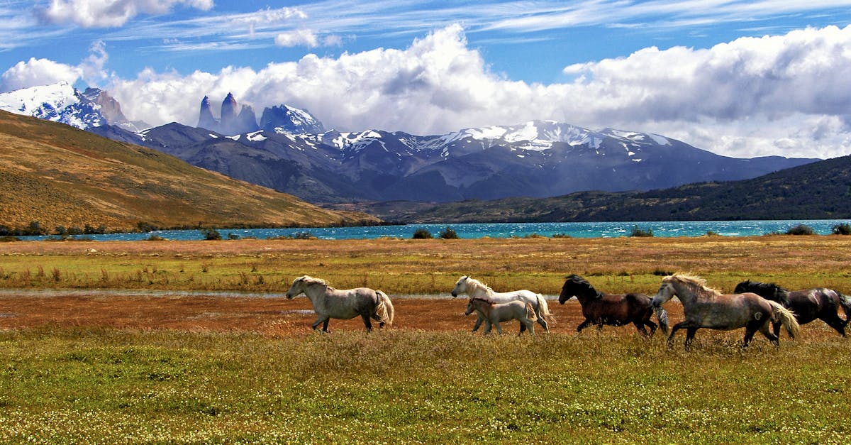 discover the rugged beauty of patagonia with our travel guide, showcasing the breathtaking landscapes and outdoor adventures waiting to be explored.